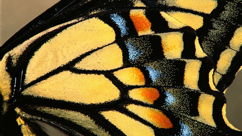 Los secretos que develan las mariposas sobre la vida - BBC Mundo