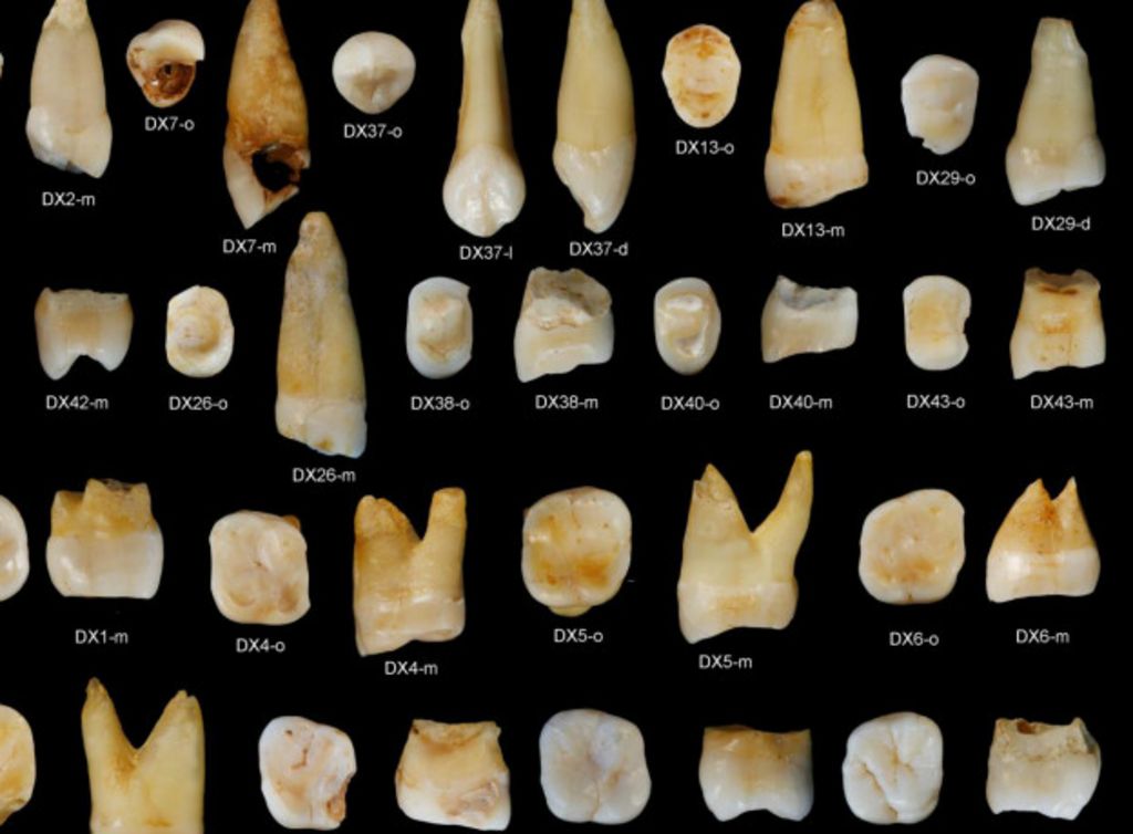 Зубы из пещеры в Китае говорят о более ранней миграции Homo sapiens