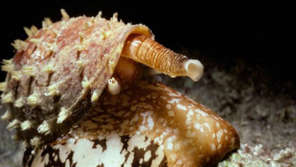 Nem cobra nem escorpião Conheça o animal mais venenoso do mundo BBC Brasil Nem cobra nem escorpião Conheça o animal mais venenoso do mundo BBC Brasil