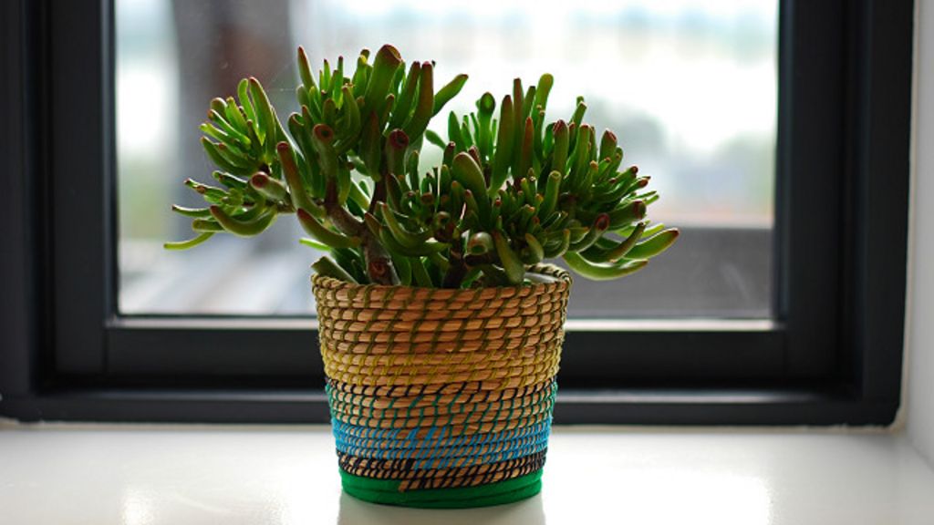 Nombres De Plantas De Exterior #1: 151126131603_planta_640x360_thinkstock_nocredit.jpg Nombres De Plantas De Exterior #1: 151126131603_planta_640x360_thinkstock_nocredit.jpg
