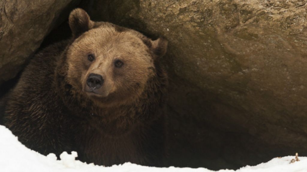 Alasan manusia tak bisa hibernasi seperti hewan - BBC Indonesia