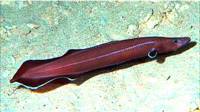 Anguila