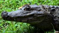 Cocodrilo