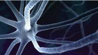 Neurona