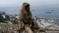 Mono Gibraltar