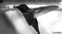 Colibrí en el túnel de viento