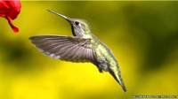 Colibrí