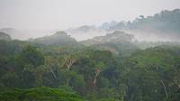 Bosque en la Amazonía boliviana