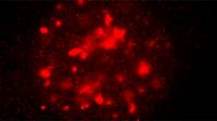 Imagen de microscopio donde se ha teñido en rojo el ADN metilado de una celula