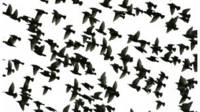 Aves