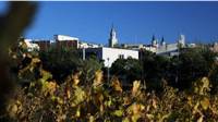 Viñas en Vilafranca