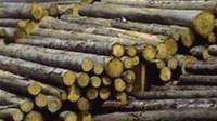 Timber