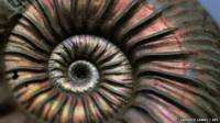 Caracol