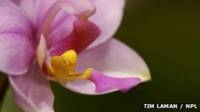 Flor