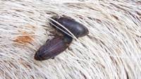 escarabajos