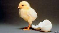 Pollito y cáscara de huevo