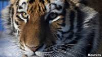 Tigre