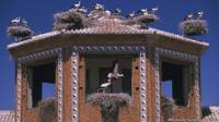 Cigüeñas en Alfaro, La Rioja, España.