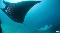 Mantarrayas