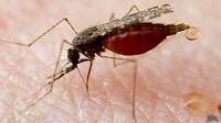 El mosquito transmisor de la malaria