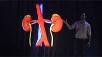 kidney