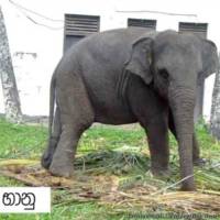 elephent
