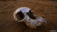 Caveira de animal | Crédito: Reuters