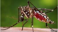 Aedes aegypti