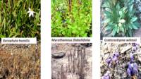 Ejemplos de plantas de la resurrección después y antes de la lluvia Foto gentileza Jill Farrant