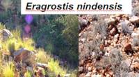 Eragrostins nindensis, ejemplo de planta de la resurrección después y antes de la lluvia
