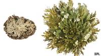 Selaginella lepidophylla o rosa de Jericó, una planta del Desierto de Chihuahua que parece revivir después de la lluvia