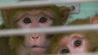 Monos del laboratorio de Oxford