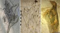 Animales de Jehol
