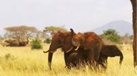 gajah