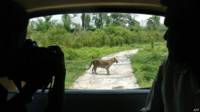 Leopardo