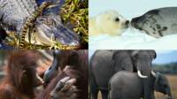 Mamás animales