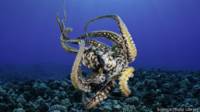 Pulpo