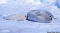 Foca