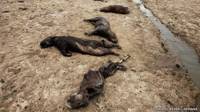 Chigüiros muertos en los llanos de Casanare, Colombia
