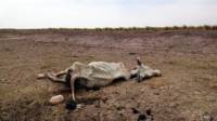 Una vaca yace muerta en los llanos de Casanare, Colombia