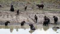 Un grupo de chigüiros en el agua en Paz de Ariporo, Casanare