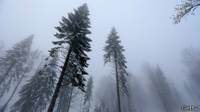 Niebla