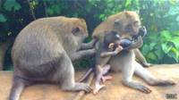 Monos