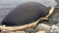 Ballena muerta en Trout River