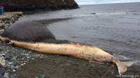 Ballena muerta en la costa