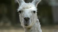 Llama