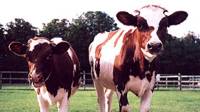 Cows