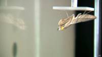 Estudio sobre mantis