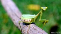 Mantis religiosa