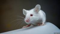 Ratón